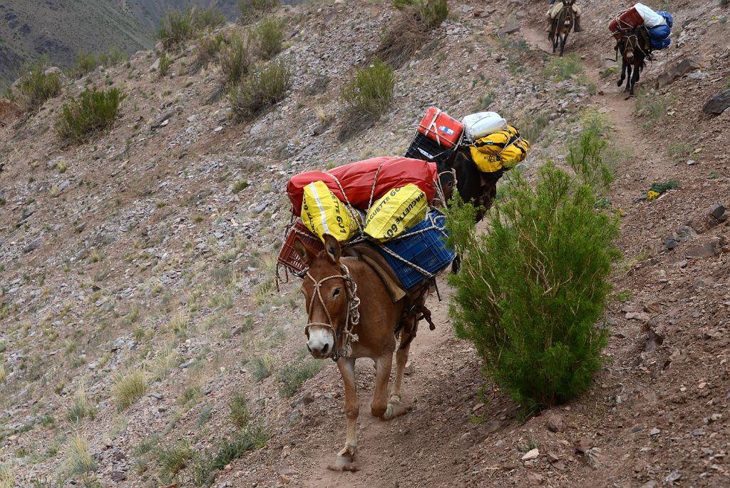 08 Our Equipment Is Carried By Mules From Punta de Vacas To Pampa de Lenas On The Trek To Aconcagua Plaza Argentina Base Camp